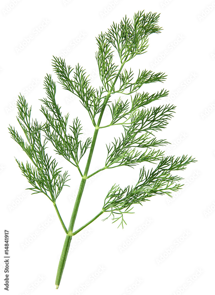 Fototapeta premium Dill herb