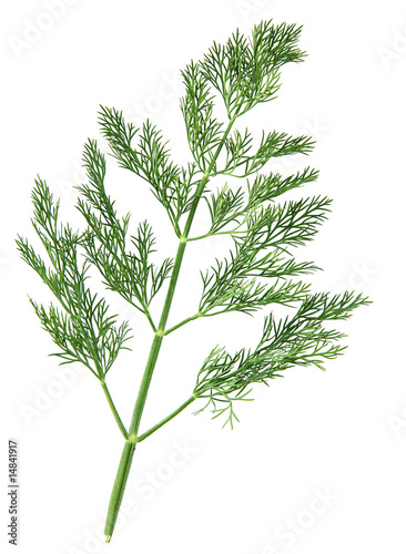 Dill herb