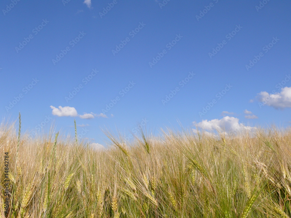Obraz premium Gerste und Himmel