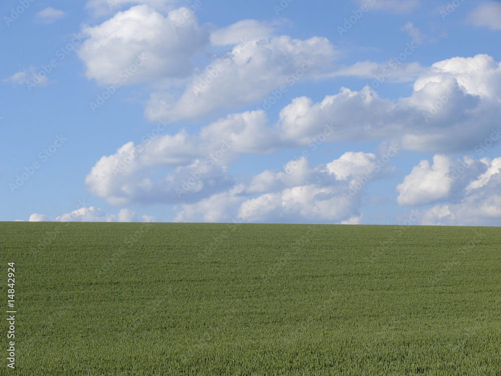 Fototapeta premium Weizenfeld