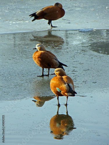 Canards (Tadorne casarca) photo