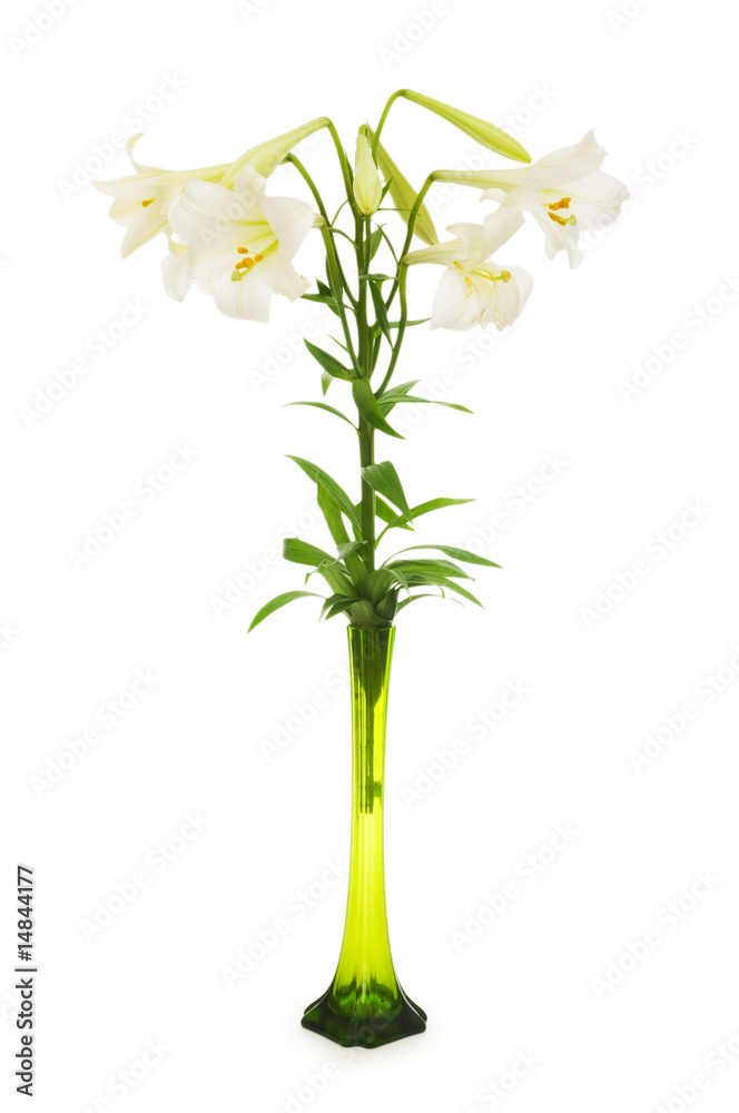 Lilies isolated on the white background Lilies isolated on the white background