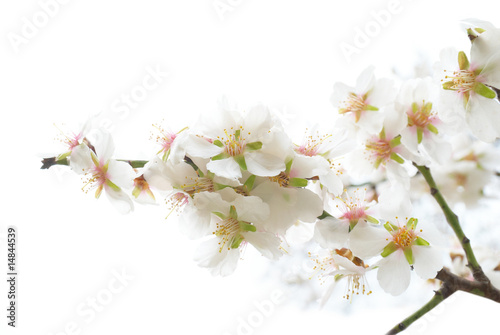 Plum-tree white flowers.