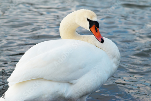 Beautiful white swan.