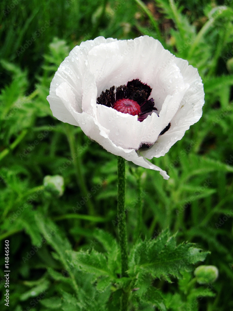 Naklejka premium white poppy