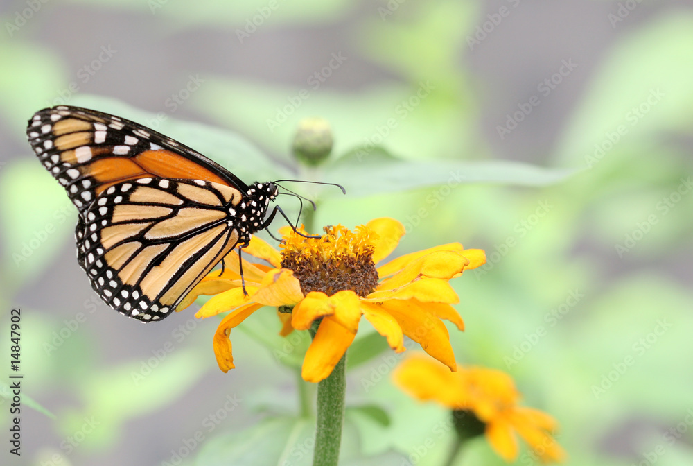 Obraz premium Monarch Butterfly