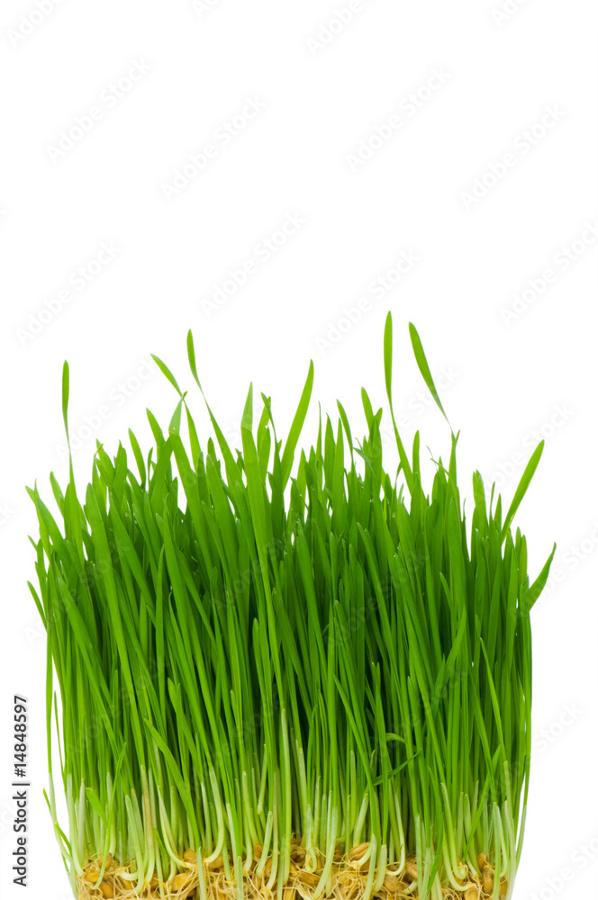 Green glass isolated on the white background Green glass isolated on the white background