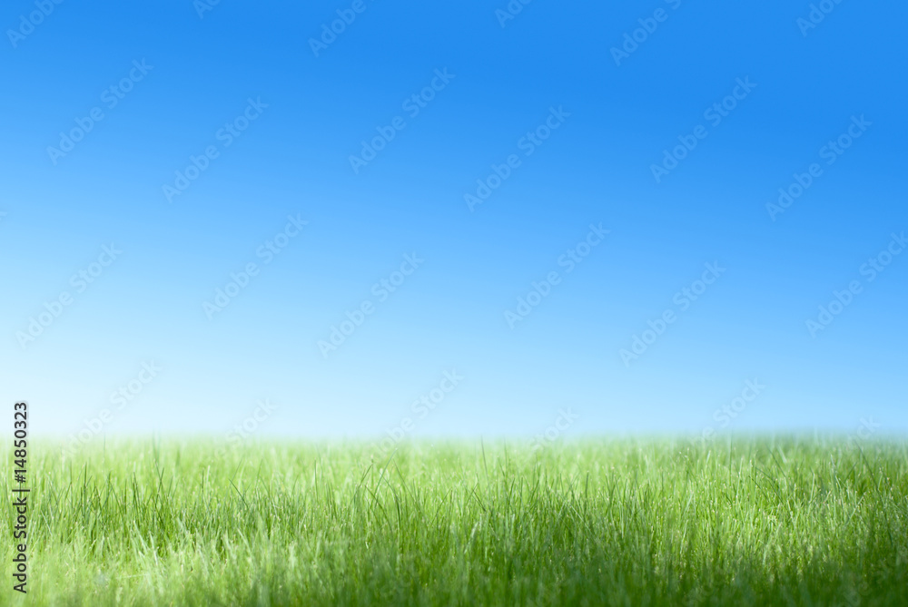 Green field and the blue sky