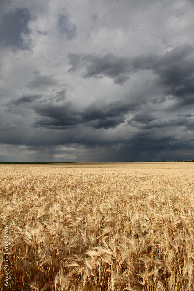 Naklejka premium rainy day at field