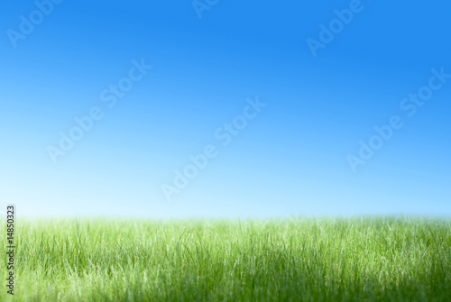 Green field and the blue sky