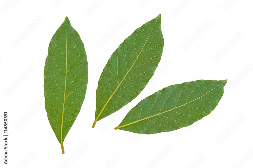 bay leaves