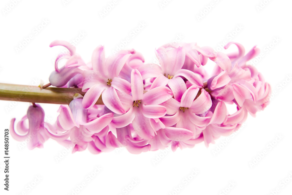 pink hyacinth isolated on white - seasonal flower..