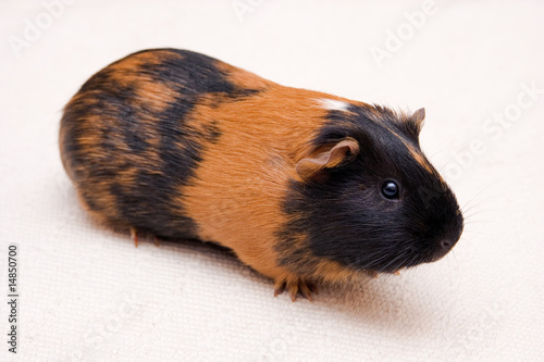 black and brown guinea pig sitting on a floor
