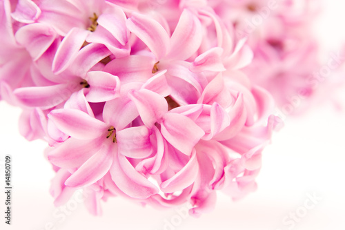 pink hyacinth isolated on white - seasonal flower..