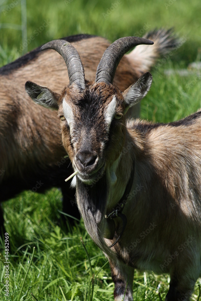 Fototapeta premium Ziegenbock