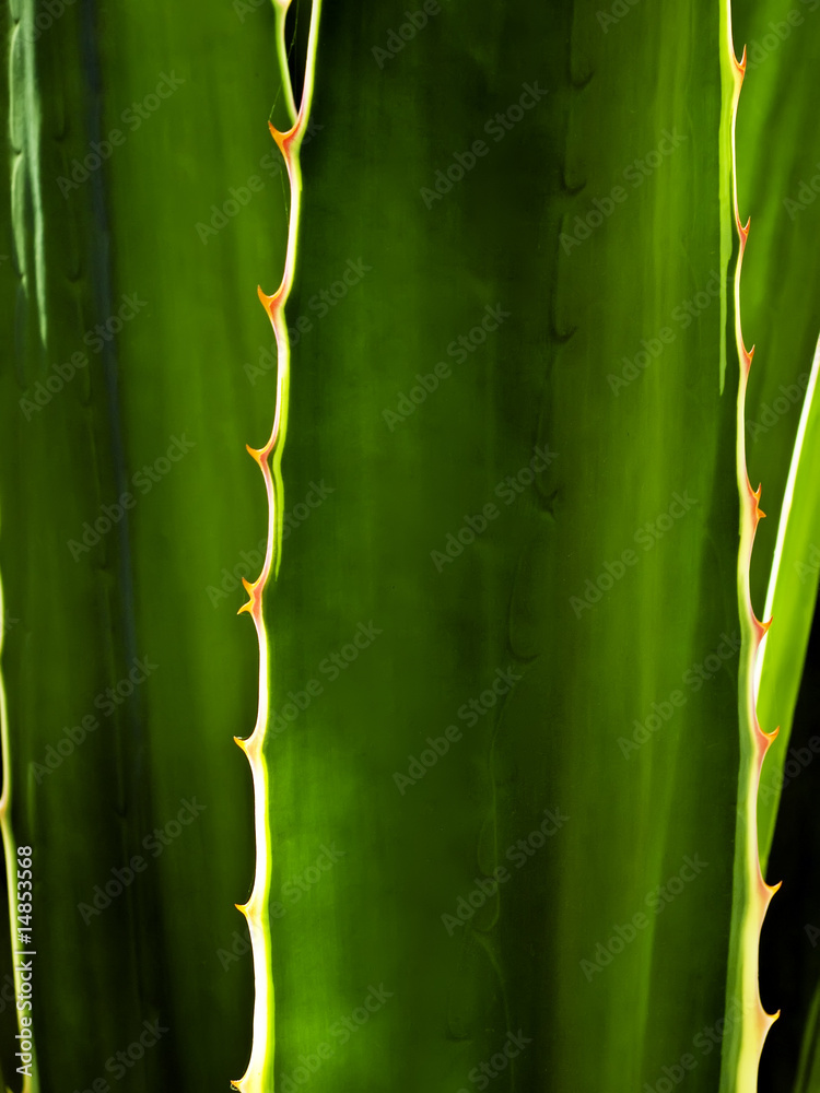 Fototapeta premium Aloe Abstract