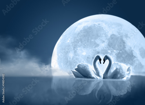 swan in the moon