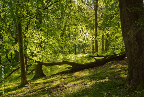 English Woods in Summer © S.R.Miller