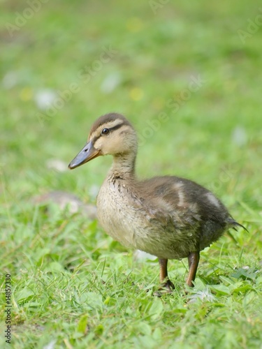 Duckling