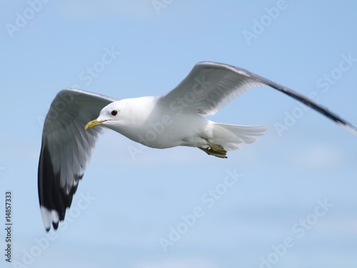 Flying Seagull © Laks