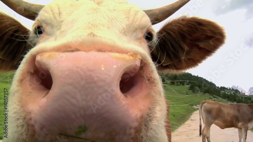 primo piano del muso di una mucca