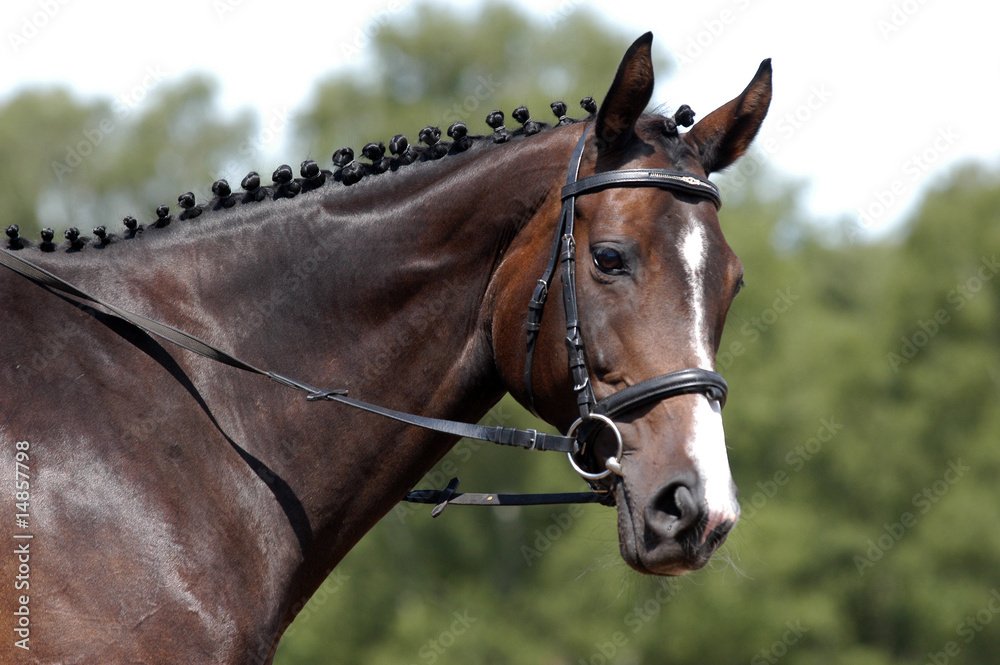 Fototapeta premium Eine Vollblut-Stute beäugt den Fotografen