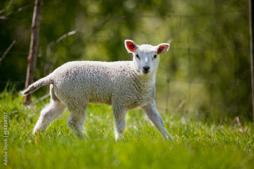 Spring Lamb Spring Lamb
