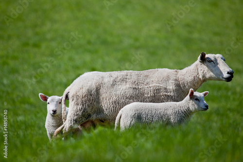 Ewe with two Lambs