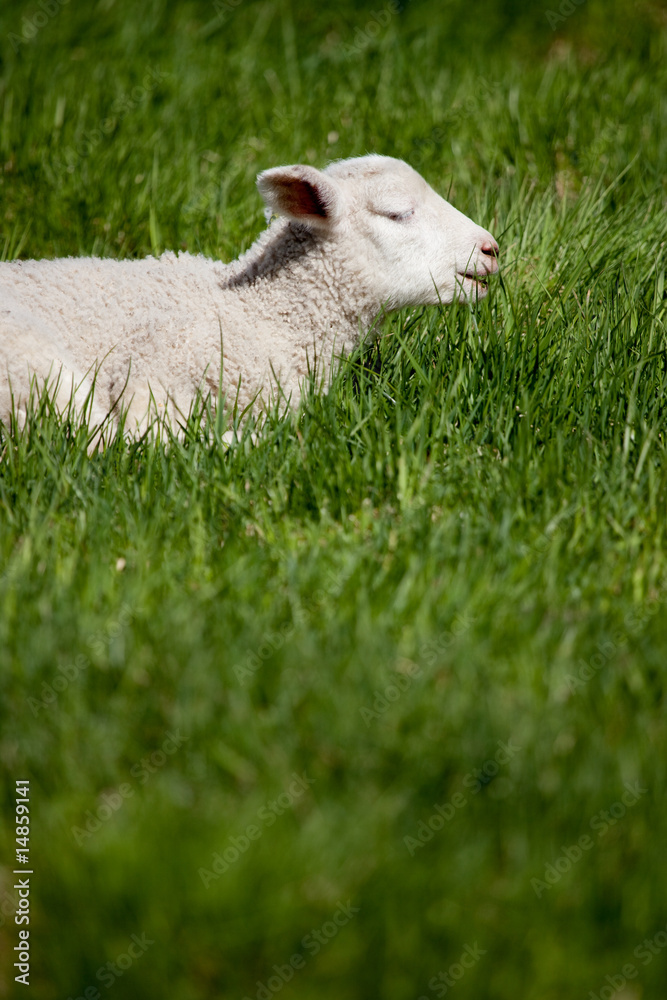 Obraz premium Lamb Smile