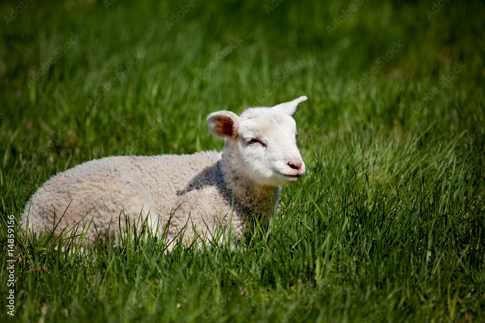 Naklejka premium Happy Lamb