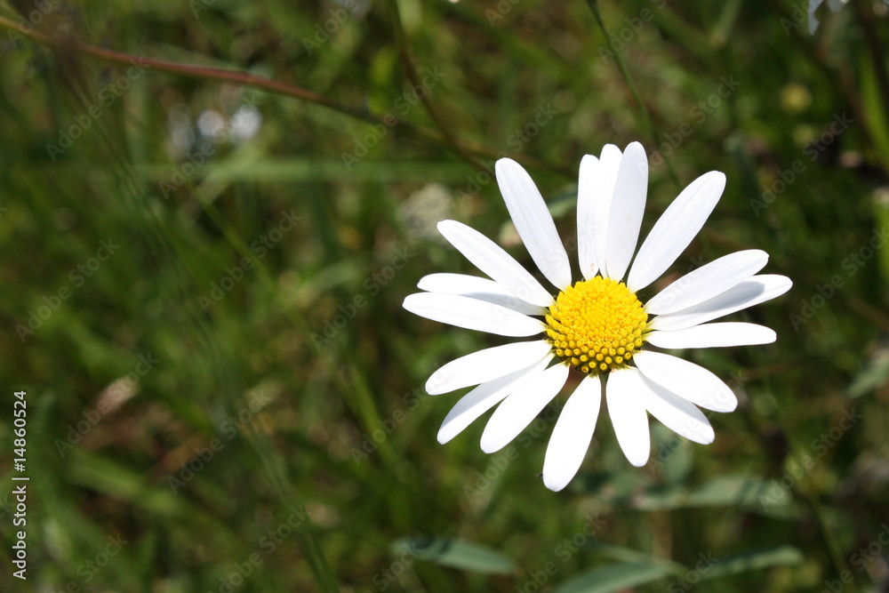 Obraz premium Margritli