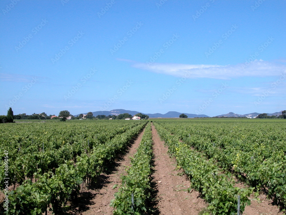 Country landscape with wineyards, France