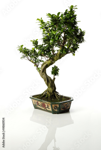 Isolated Bonsai Tree 2
