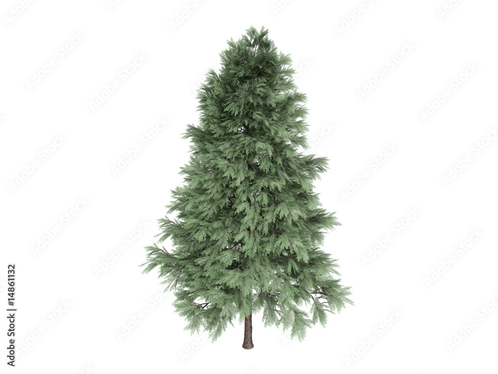 Pine_(Pinus_sylvestris) Pine_(Pinus_sylvestris)
