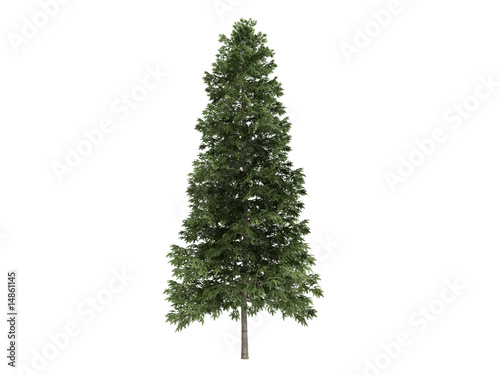 Spruce_(Picea_abies)