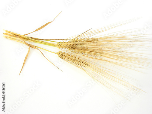 four ears of barley
