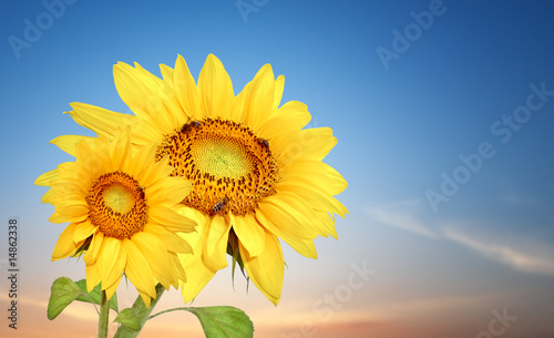 Sunflowers on sunset