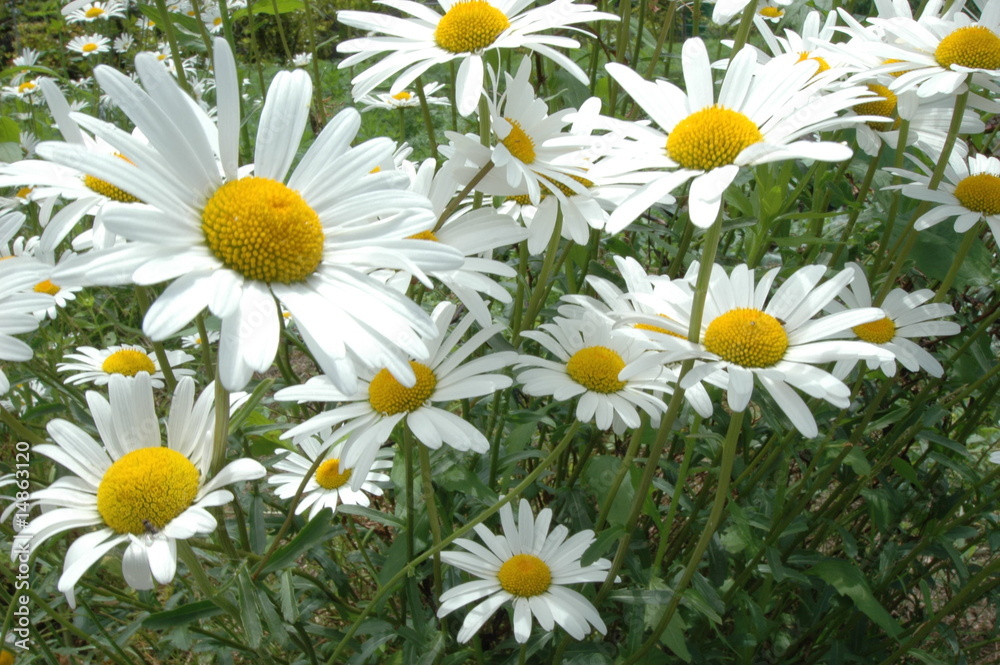 Fototapeta premium 花