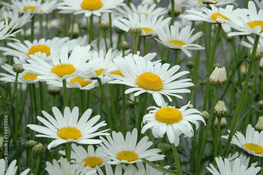 Fototapeta premium 花