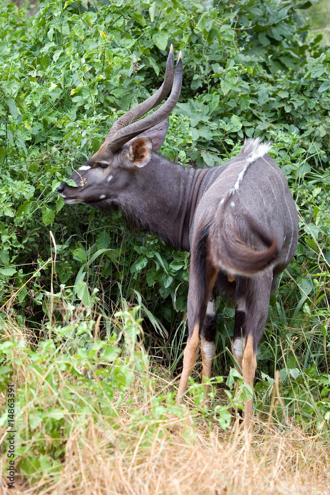 Fototapeta premium Nyala