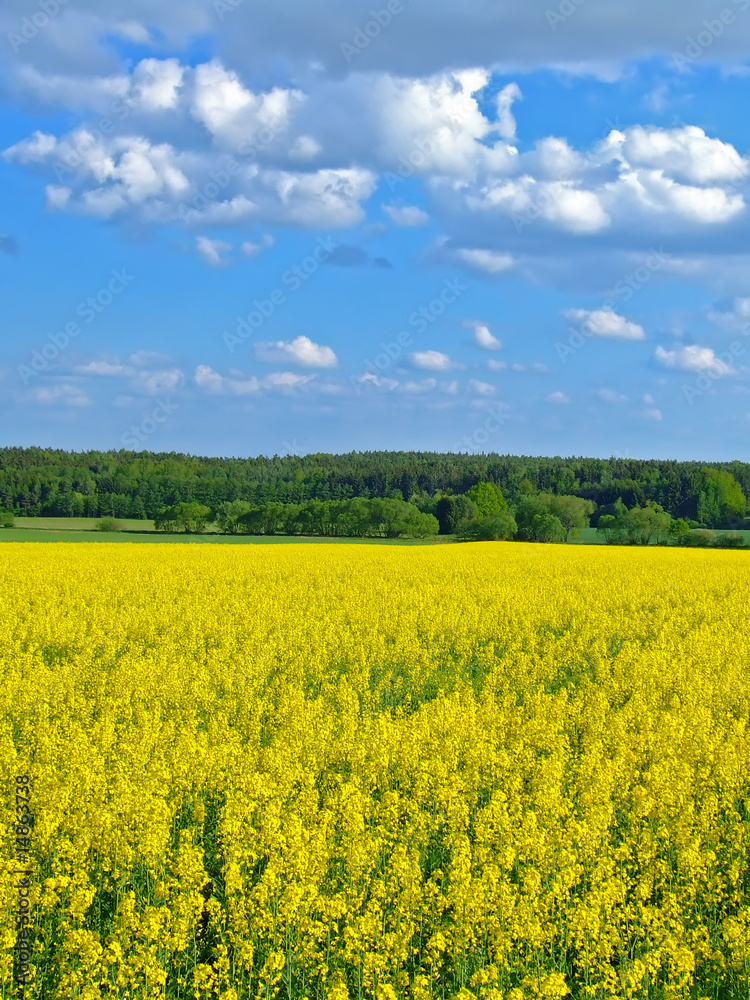 Fototapeta premium rape