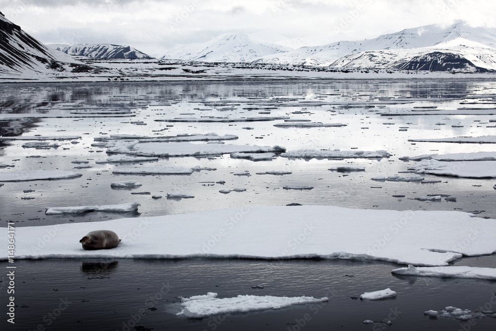 Fototapeta premium Robbe