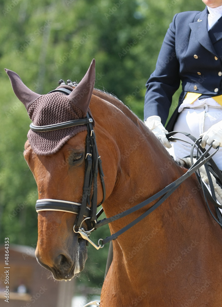 Obraz premium S-Dressurreiter