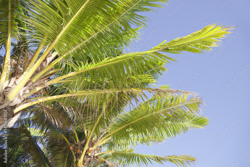 Coconut Palms against blue Sky Coconut Palms against blue Sky