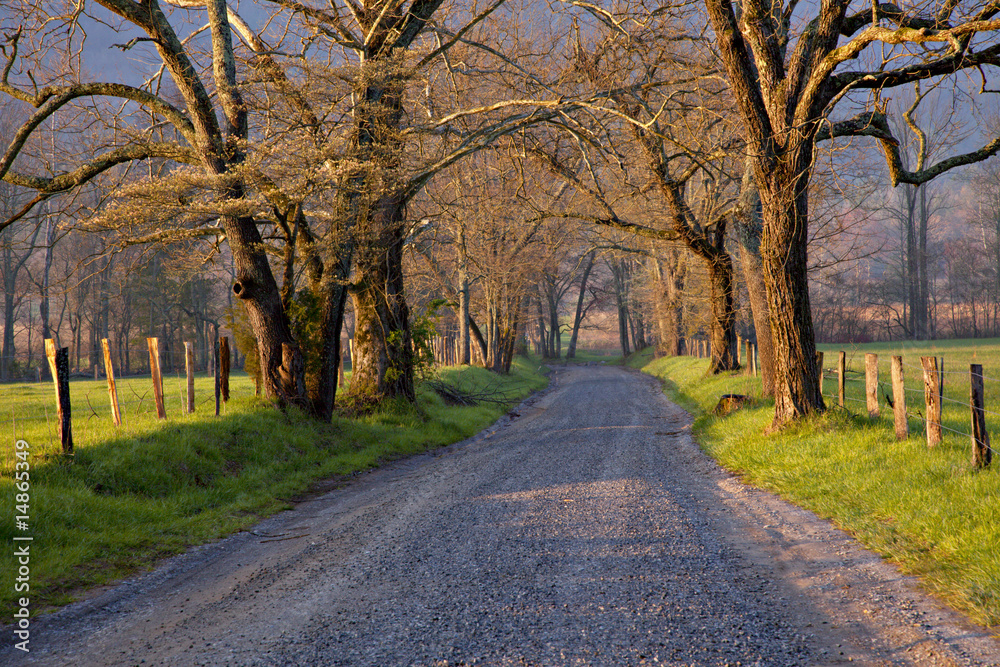 Beautiful un-paved country road lined with large trees