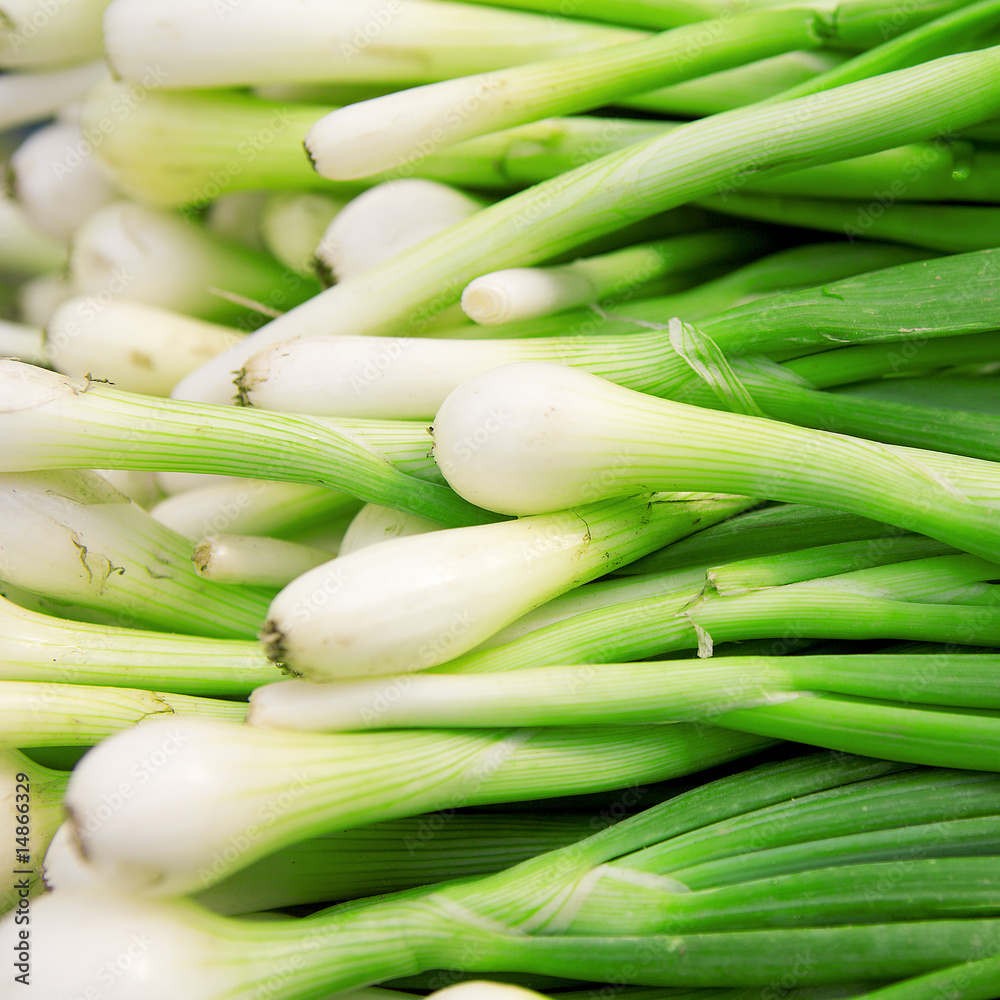 Fresh green onions Fresh green onions