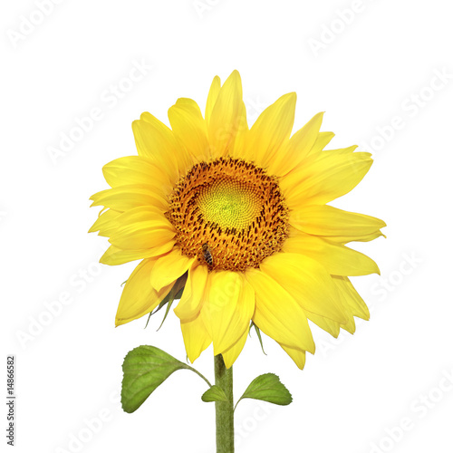 Isolated Sunflower