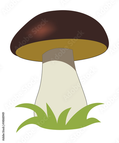 Cep isolated on a white background.