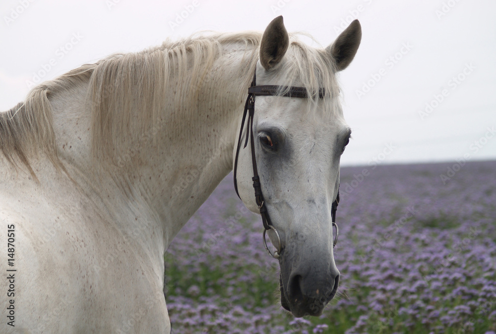 Obraz premium Schimmel vor buntem Feld