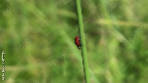 Ladybug on green grass photo